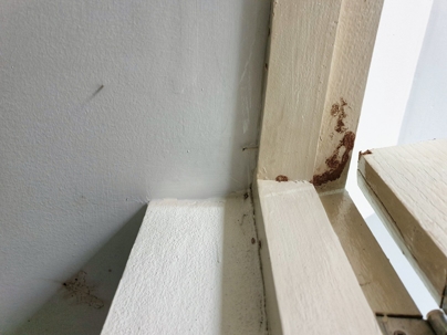 termite holes in window frame