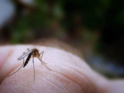 mosquito on skin