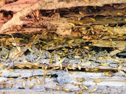 termites in wood
