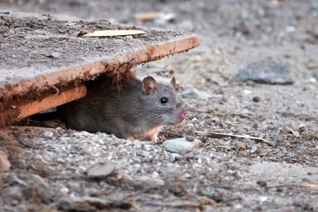 mouse poking out from a hole