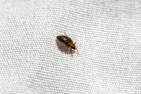 close up of a bed bug