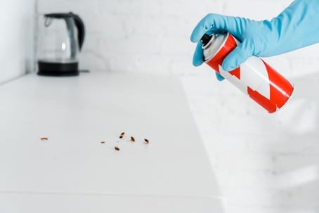 person sprays bugs on a counter