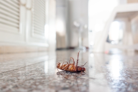 dead cockroach on the floor on its back