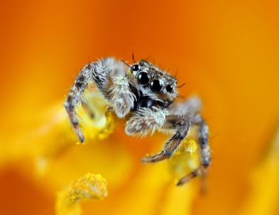 small spider on an orange flower