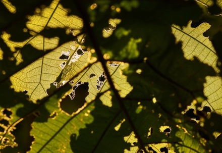 leaves eaten by bugs
