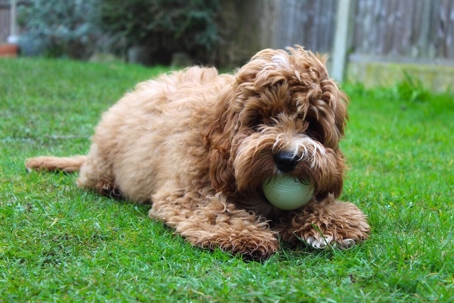 brown dog plays with a ball outside