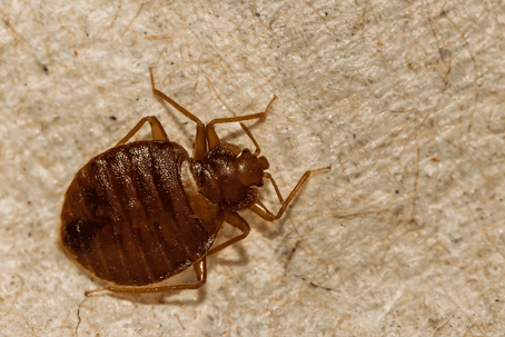 close up of a bed bug