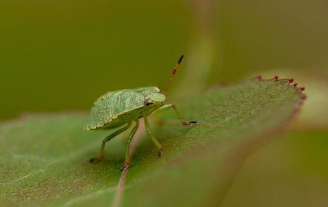 stink bug on a leaf