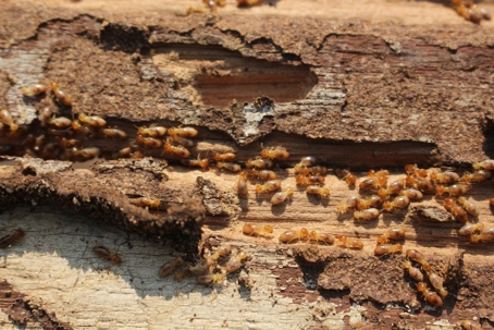 termites on wood
