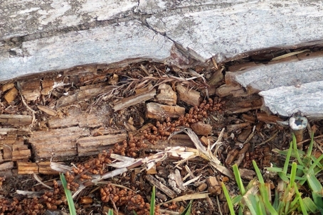 termites damaging wood