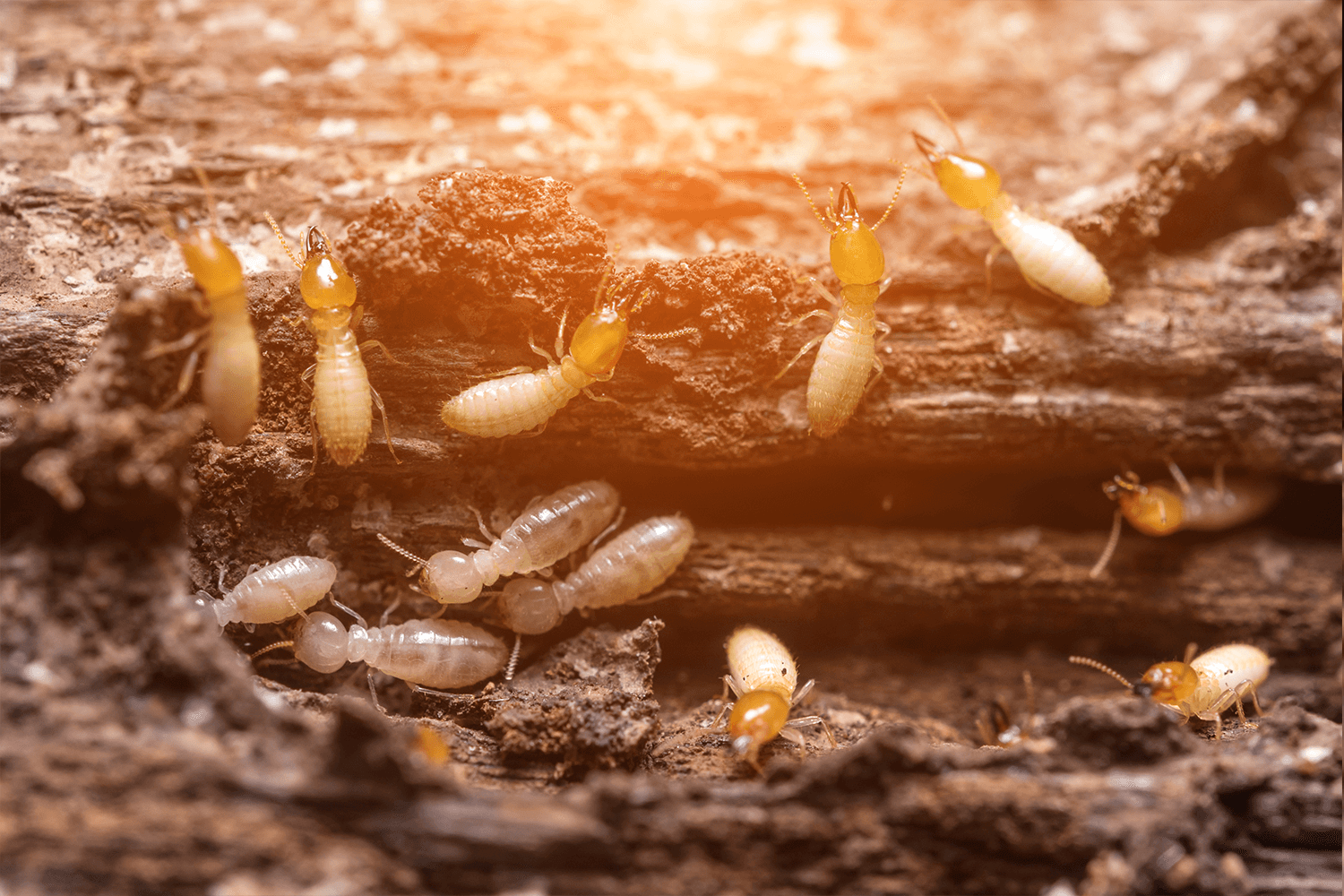 Termites