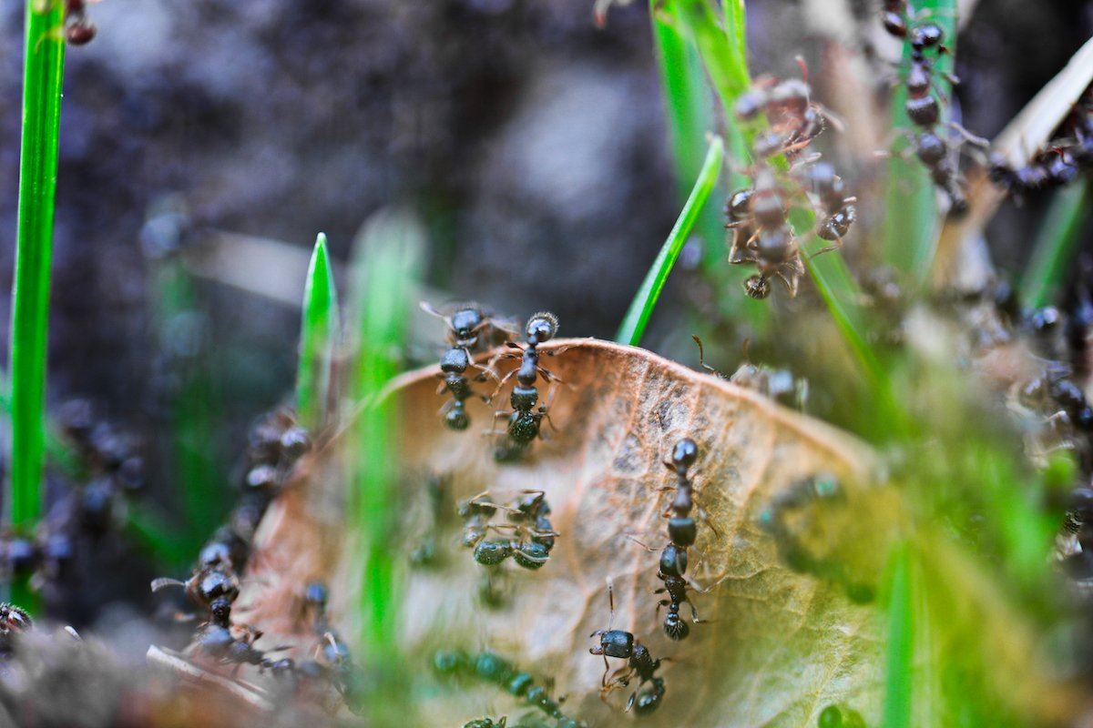 Ants