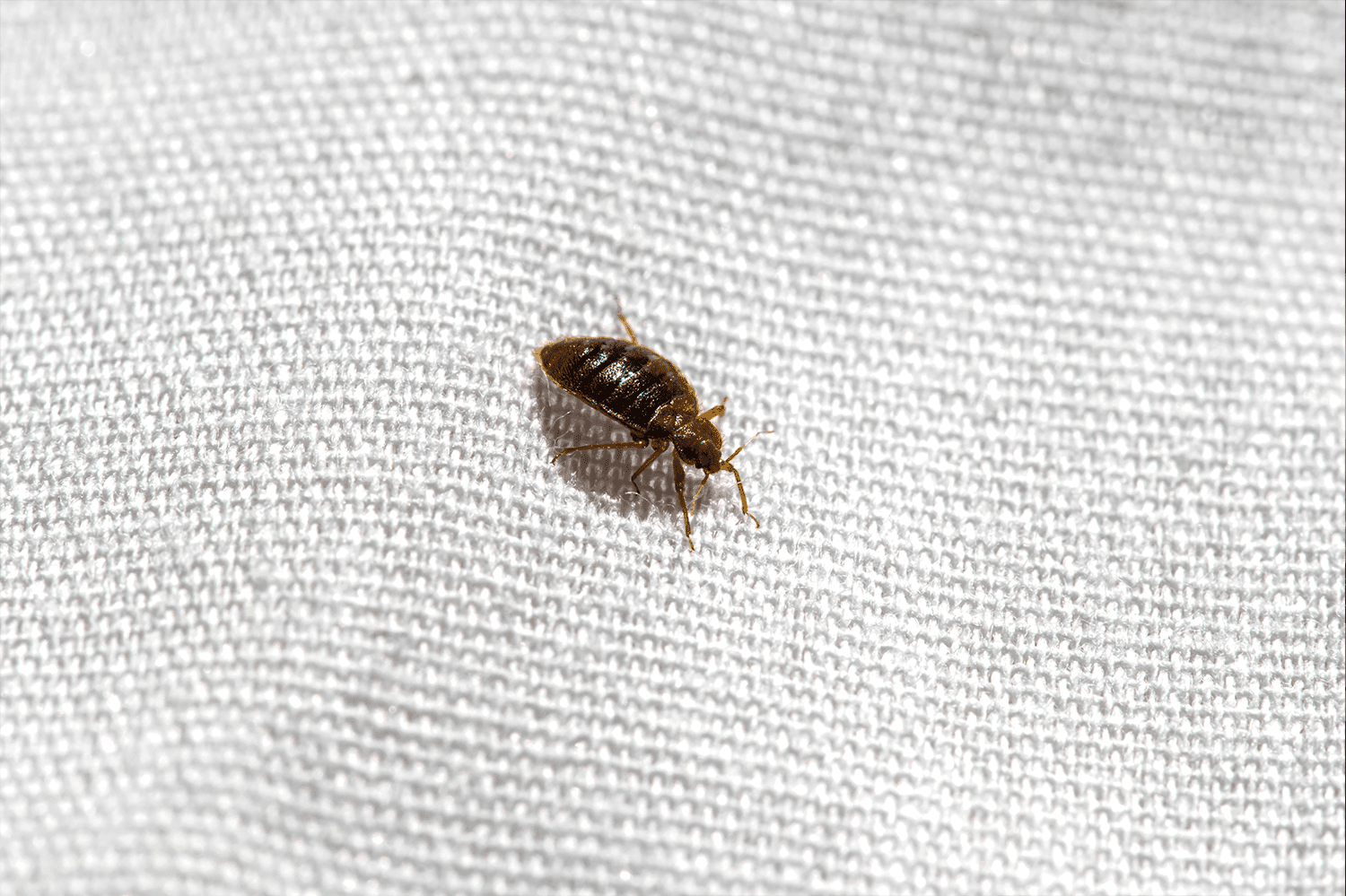 Bed Bug 