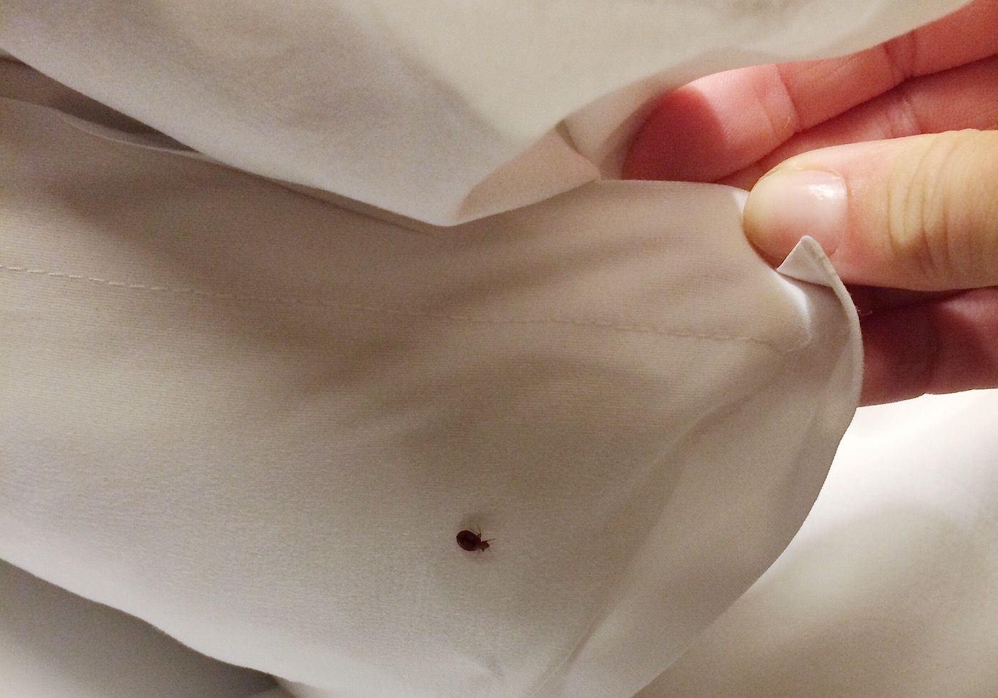 Bed Bugs Are Common in Mid-Mo. Contact BugOut Pest Control for Bed Bug Extermination Services.