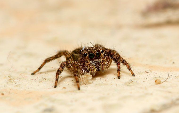 Jumping Spider