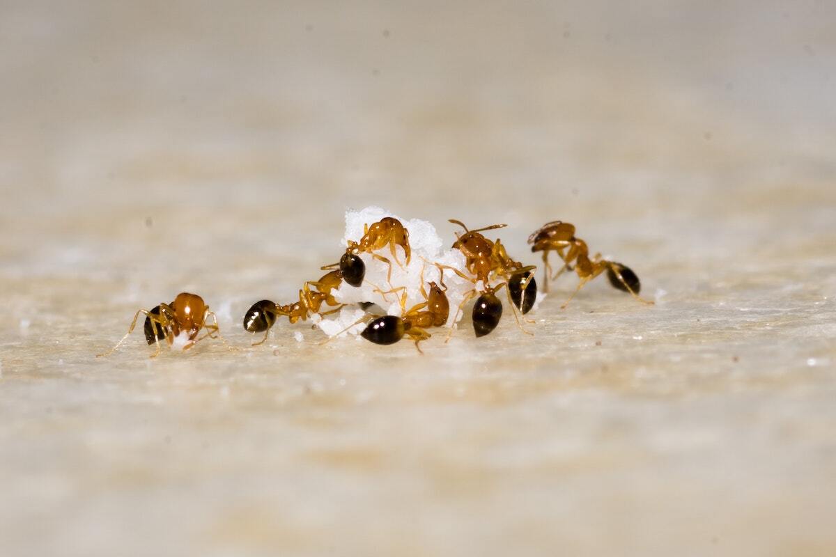 Get rid of ants in your Missouri home with BugOut Pest Control