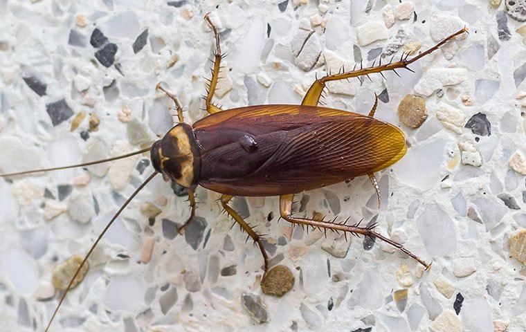 Cockroach