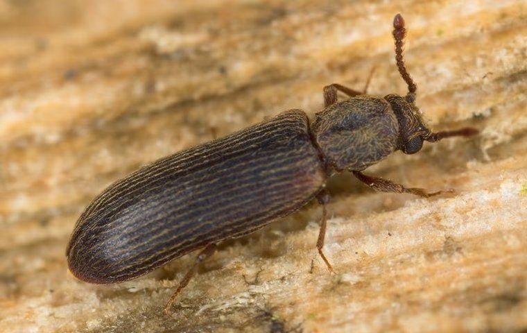 Beetle