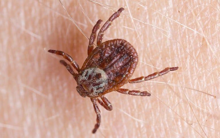 Tick
