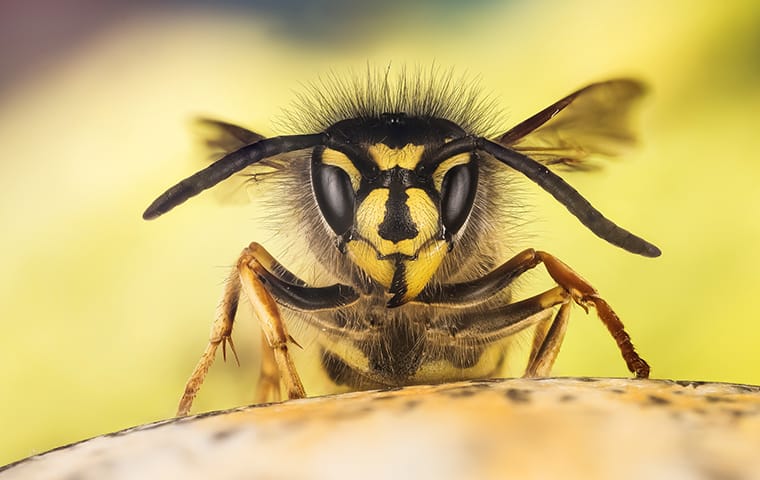 Wasp